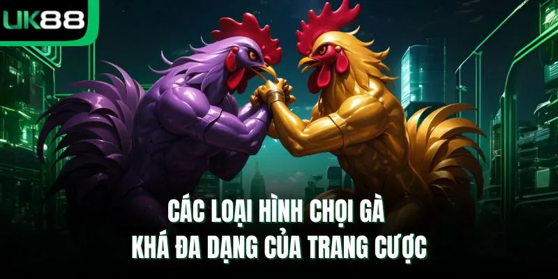 Các loại hình chọi gà khá đa dạng của trang cược
