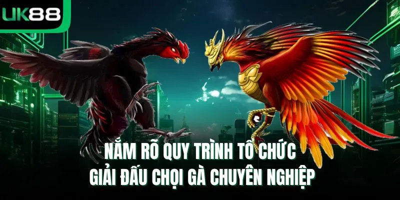 Nắm rõ quy trình tổ chức giải đấu chọi gà chuyên nghiệp   